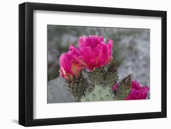 Beavertail Cactus in Bloom, Anza-Borrego Desert State Park, California, Usa-John Barger-Framed Photographic Print