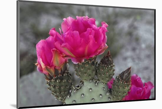 Beavertail Cactus in Bloom, Anza-Borrego Desert State Park, California, Usa-John Barger-Mounted Photographic Print