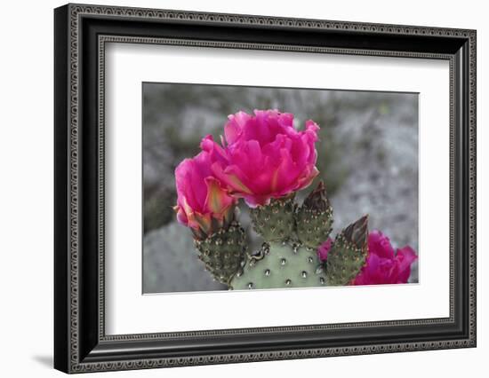 Beavertail Cactus in Bloom, Anza-Borrego Desert State Park, California, Usa-John Barger-Framed Photographic Print