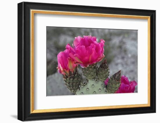 Beavertail Cactus in Bloom, Anza-Borrego Desert State Park, California, Usa-John Barger-Framed Photographic Print