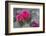 Beavertail Cactus in Bloom, Anza-Borrego Desert State Park, California, Usa-John Barger-Framed Photographic Print