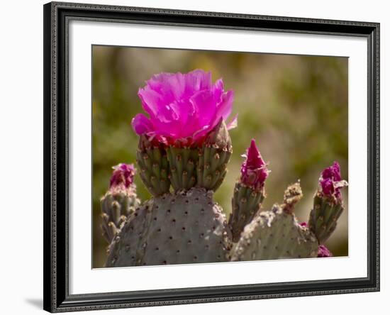 Beavertail Cactus in Bloom, Mojave National Preserve, California, Usa-Rob Sheppard-Framed Photographic Print