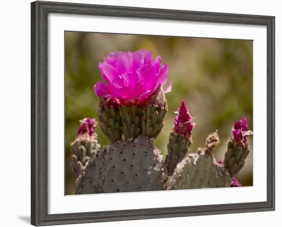 Beavertail Cactus in Bloom, Mojave National Preserve, California, Usa-Rob Sheppard-Framed Photographic Print