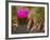 Beavertail Cactus in Bloom, Mojave National Preserve, California, Usa-Rob Sheppard-Framed Photographic Print