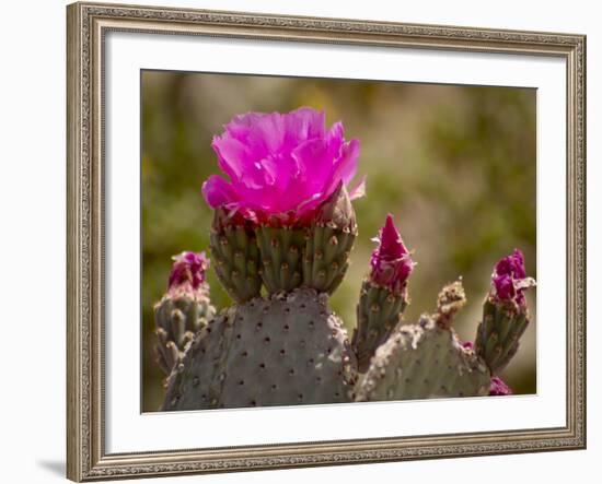 Beavertail Cactus in Bloom, Mojave National Preserve, California, Usa-Rob Sheppard-Framed Photographic Print