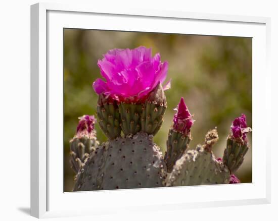 Beavertail Cactus in Bloom, Mojave National Preserve, California, Usa-Rob Sheppard-Framed Photographic Print