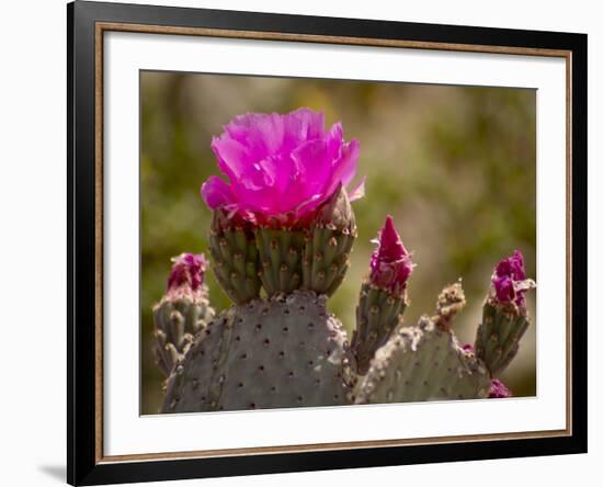 Beavertail Cactus in Bloom, Mojave National Preserve, California, Usa-Rob Sheppard-Framed Photographic Print