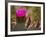 Beavertail Cactus in Bloom, Mojave National Preserve, California, Usa-Rob Sheppard-Framed Photographic Print