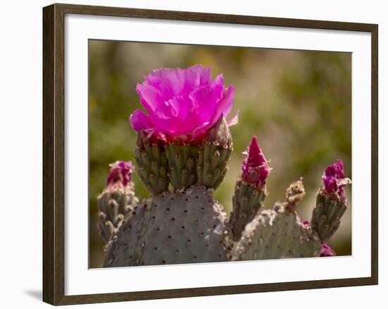 Beavertail Cactus in Bloom, Mojave National Preserve, California, Usa-Rob Sheppard-Framed Photographic Print