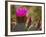 Beavertail Cactus in Bloom, Mojave National Preserve, California, Usa-Rob Sheppard-Framed Photographic Print