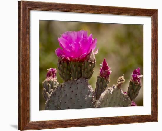 Beavertail Cactus in Bloom, Mojave National Preserve, California, Usa-Rob Sheppard-Framed Photographic Print