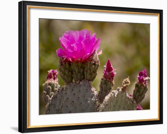 Beavertail Cactus in Bloom, Mojave National Preserve, California, Usa-Rob Sheppard-Framed Photographic Print