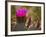 Beavertail Cactus in Bloom, Mojave National Preserve, California, Usa-Rob Sheppard-Framed Photographic Print