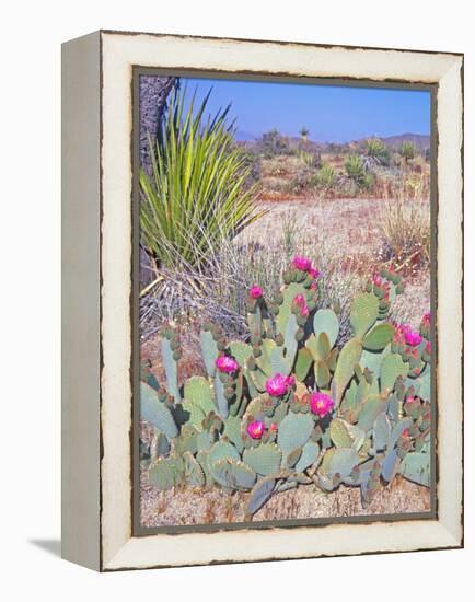 Beavertail Cactus, Joshua Tree National Park, California, USA-Rob Tilley-Framed Premier Image Canvas