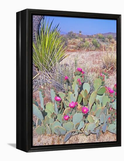 Beavertail Cactus, Joshua Tree National Park, California, USA-Rob Tilley-Framed Premier Image Canvas