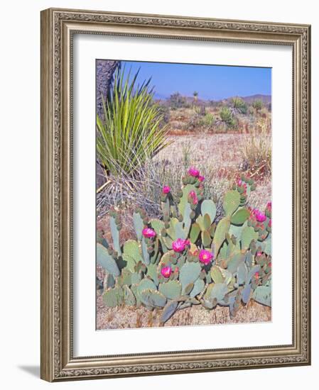 Beavertail Cactus, Joshua Tree National Park, California, USA-Rob Tilley-Framed Photographic Print