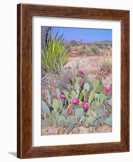 Beavertail Cactus, Joshua Tree National Park, California, USA-Rob Tilley-Framed Photographic Print