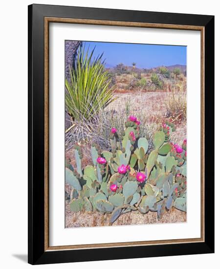 Beavertail Cactus, Joshua Tree National Park, California, USA-Rob Tilley-Framed Photographic Print