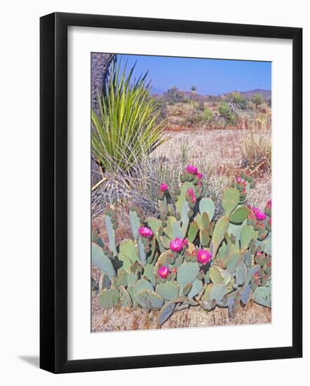 Beavertail Cactus, Joshua Tree National Park, California, USA-Rob Tilley-Framed Photographic Print