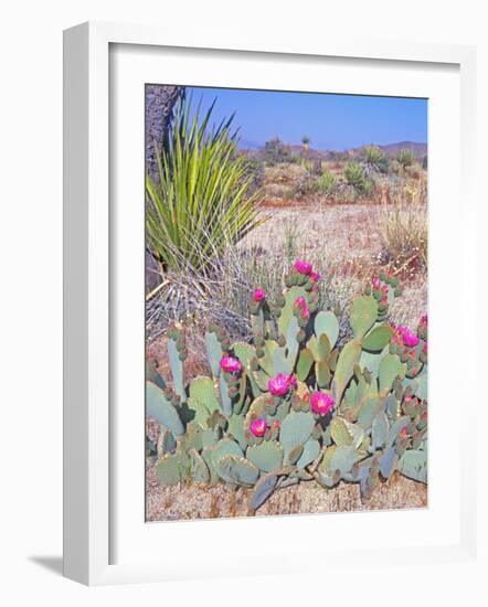 Beavertail Cactus, Joshua Tree National Park, California, USA-Rob Tilley-Framed Photographic Print