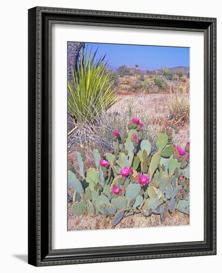 Beavertail Cactus, Joshua Tree National Park, California, USA-Rob Tilley-Framed Photographic Print