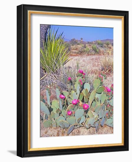 Beavertail Cactus, Joshua Tree National Park, California, USA-Rob Tilley-Framed Photographic Print