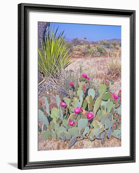 Beavertail Cactus, Joshua Tree National Park, California, USA-Rob Tilley-Framed Photographic Print