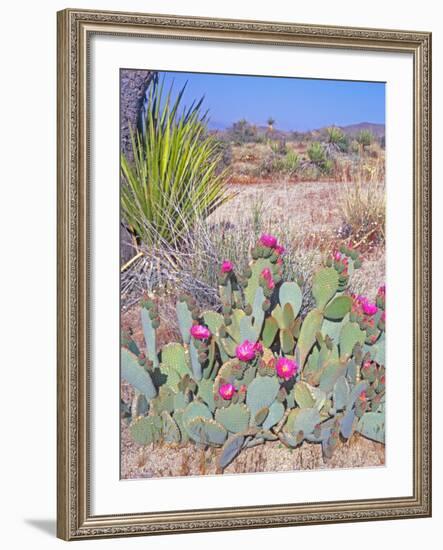 Beavertail Cactus, Joshua Tree National Park, California, USA-Rob Tilley-Framed Photographic Print