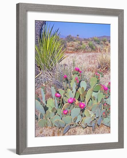 Beavertail Cactus, Joshua Tree National Park, California, USA-Rob Tilley-Framed Photographic Print