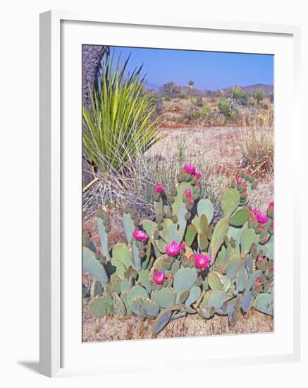 Beavertail Cactus, Joshua Tree National Park, California, USA-Rob Tilley-Framed Photographic Print