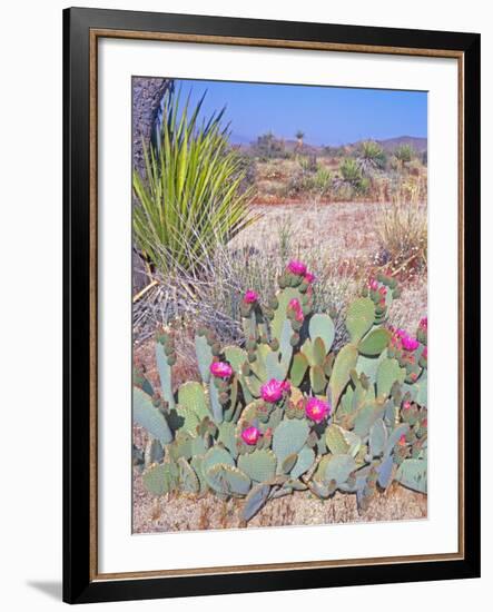 Beavertail Cactus, Joshua Tree National Park, California, USA-Rob Tilley-Framed Photographic Print