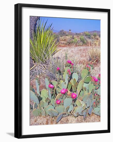 Beavertail Cactus, Joshua Tree National Park, California, USA-Rob Tilley-Framed Photographic Print