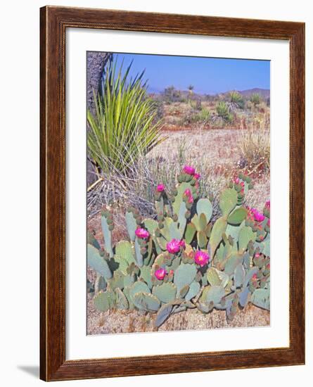 Beavertail Cactus, Joshua Tree National Park, California, USA-Rob Tilley-Framed Photographic Print