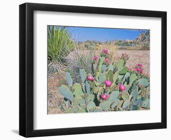 Beavertail Cactus, Joshua Tree National Park, California, USA-Rob Tilley-Framed Photographic Print