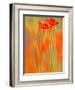 Because of You 1-Philippe Sainte-Laudy-Framed Photographic Print