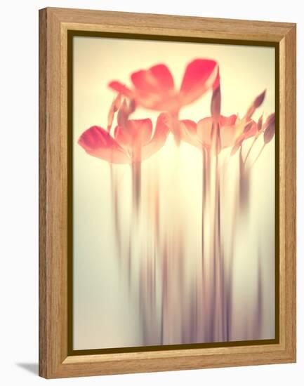 Because of You 2-Philippe Sainte-Laudy-Framed Premier Image Canvas