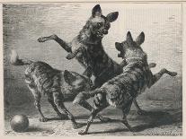 Three Jackals Playing Together-Beckman-Art Print