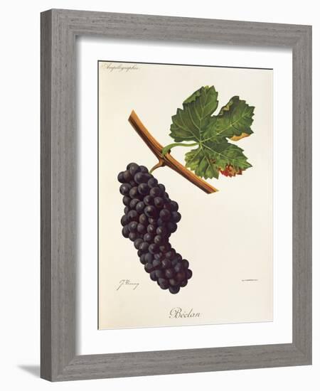 Beclan Grape-J. Troncy-Framed Giclee Print