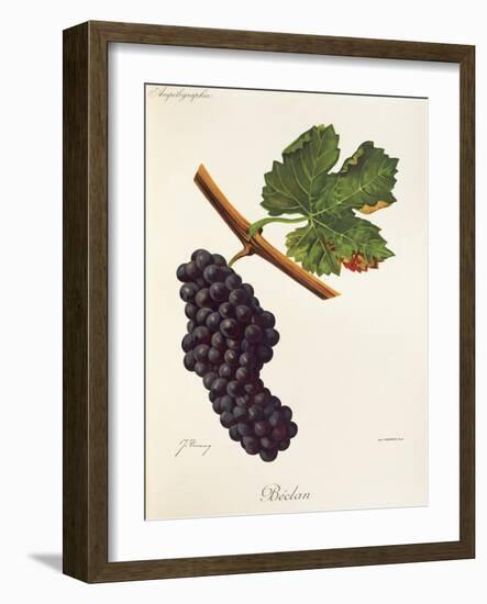 Beclan Grape-J. Troncy-Framed Giclee Print