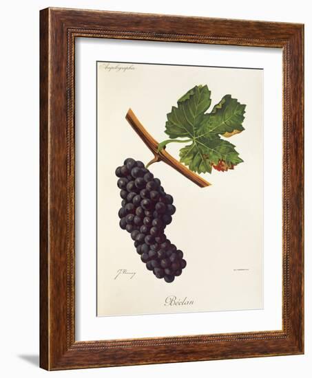 Beclan Grape-J. Troncy-Framed Giclee Print