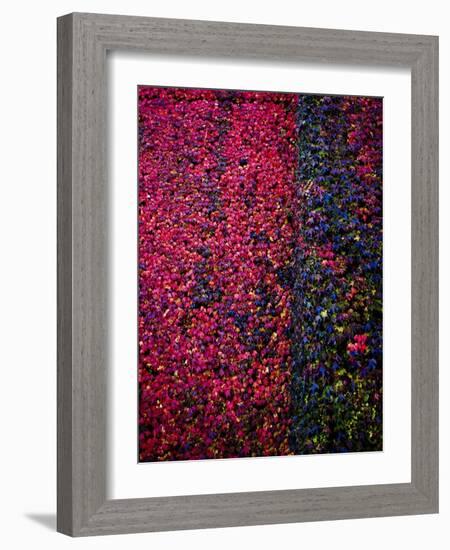 Bed of Flowers-Doug Chinnery-Framed Photographic Print