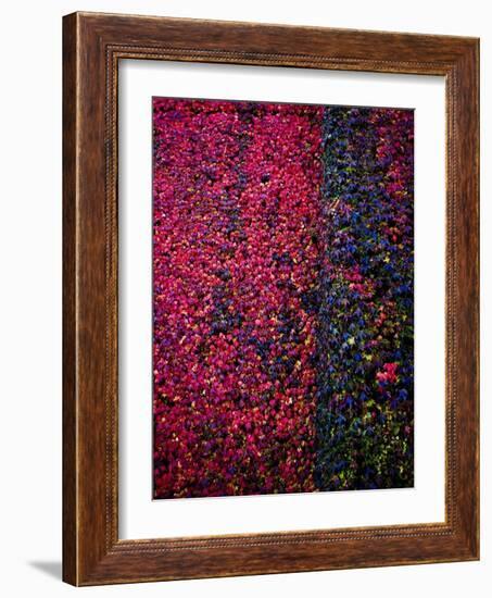 Bed of Flowers-Doug Chinnery-Framed Photographic Print