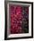Bed of Flowers-Doug Chinnery-Framed Photographic Print