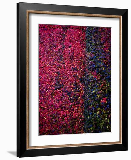 Bed of Flowers-Doug Chinnery-Framed Photographic Print