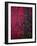 Bed of Flowers-Doug Chinnery-Framed Photographic Print