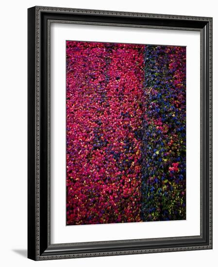 Bed of Flowers-Doug Chinnery-Framed Photographic Print