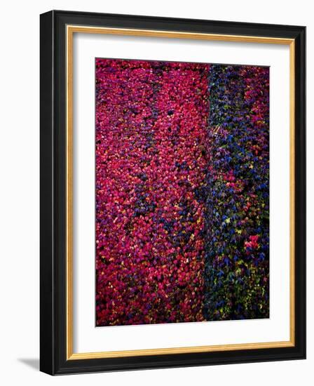 Bed of Flowers-Doug Chinnery-Framed Photographic Print