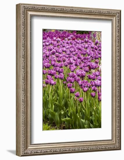 Bed of Purple Tulip Flowers-Richard T. Nowitz-Framed Photographic Print