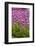 Bed of Purple Tulip Flowers-Richard T. Nowitz-Framed Photographic Print