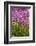 Bed of Purple Tulip Flowers-Richard T. Nowitz-Framed Photographic Print